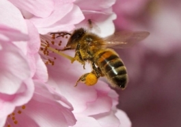 Експерт: Запилення бджолами підвищує врожайність ягід на 70% - AgroPortal.ua